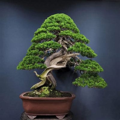 Mastering the Art of Bonsai: A Journey Through Ancient Techniques and Modern Innovations - Die Kunst des Miniatur-Baumes im Dialog mit der Zeit